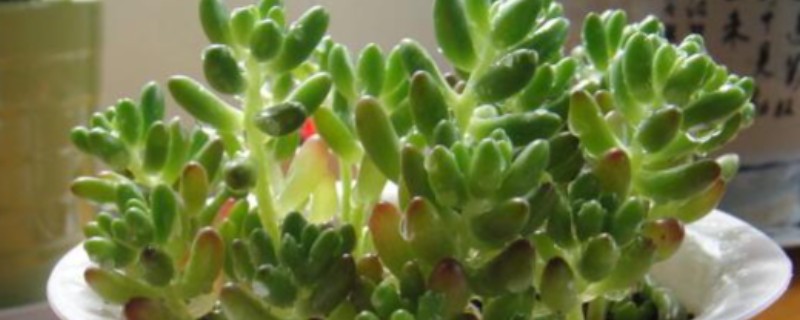 玉米石会开花吗，当然是可以开花的