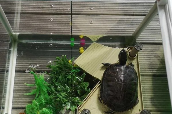 巴西龟比草龟聪明吗，巴西龟的智商更高