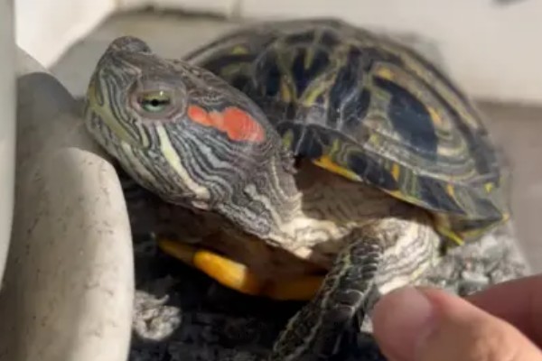 巴西龟比草龟聪明吗，巴西龟的智商更高