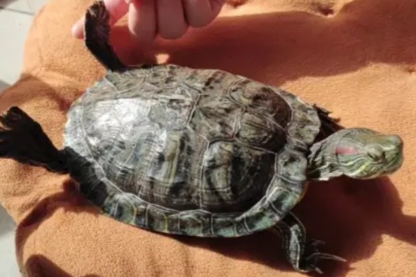 巴西龟比草龟聪明吗，巴西龟的智商更高