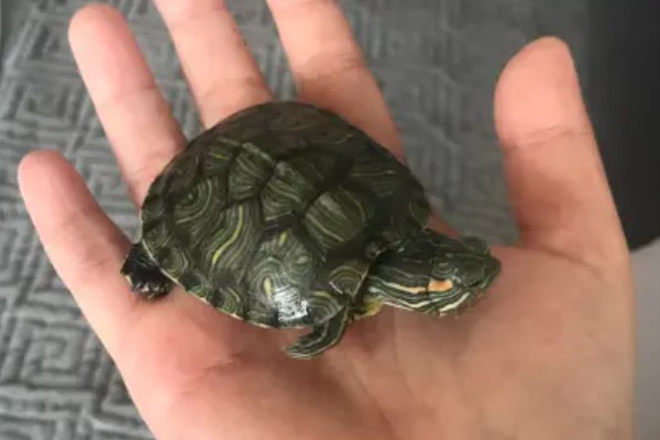 巴西龟比草龟聪明吗，巴西龟的智商更高