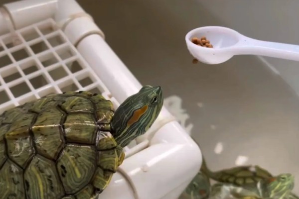 巴西龟比草龟聪明吗，巴西龟的智商更高