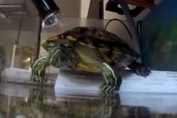 巴西龟比草龟聪明吗，巴西龟的智商更高