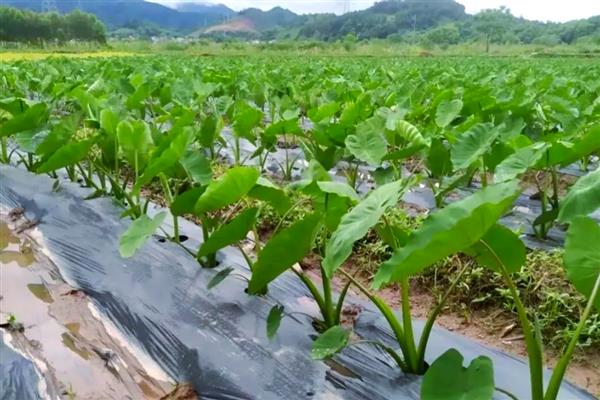 芋头适合什么时候种植,在1-3月份的时候种植