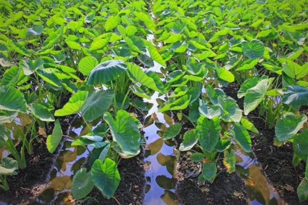 芋头适合什么时候种植,在1-3月份的时候种植