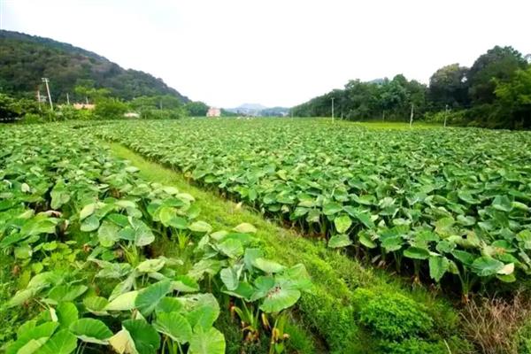 芋头适合什么时候种植,在1-3月份的时候种植