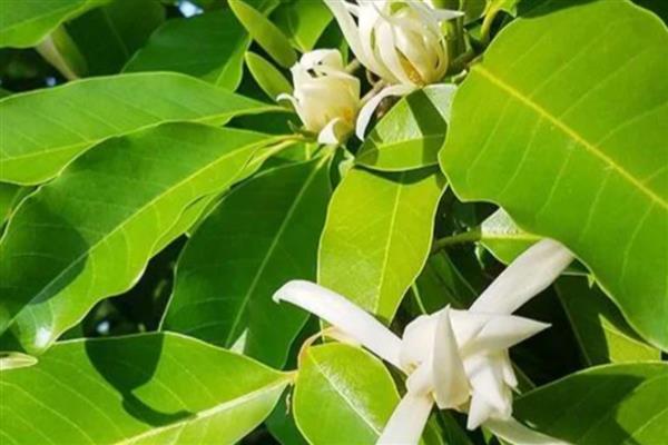 怎么养白兰花，适合生长在光照充足的环境中