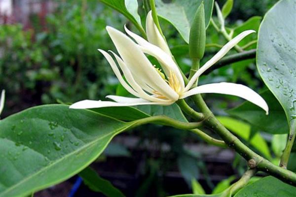 怎么养白兰花，适合生长在光照充足的环境中