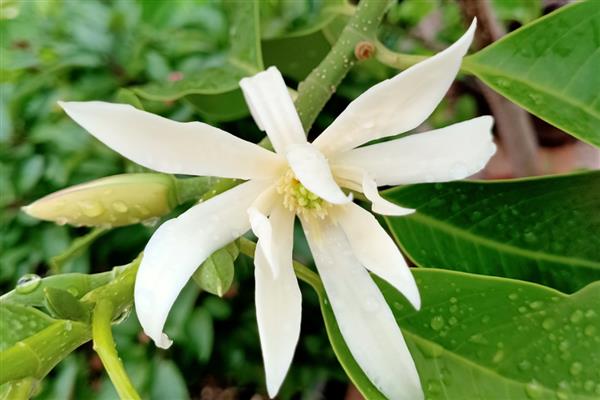 怎么养白兰花，适合生长在光照充足的环境中