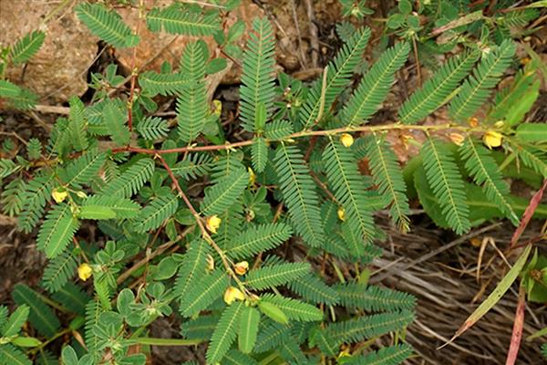 山扁豆是什么，别称含羞草决明、铁甲草等