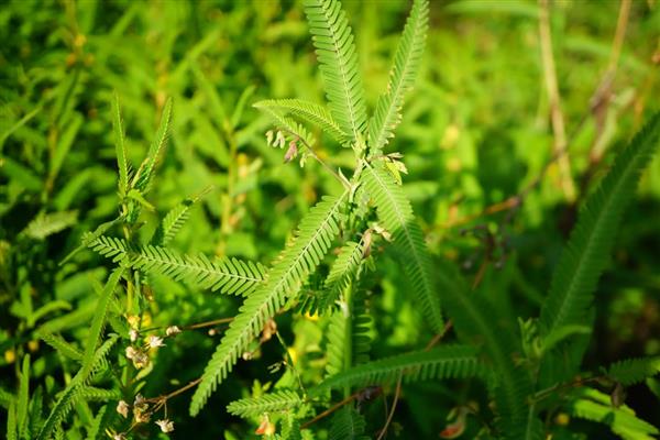 山扁豆是什么，别称含羞草决明、铁甲草等