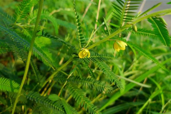 山扁豆是什么，别称含羞草决明、铁甲草等