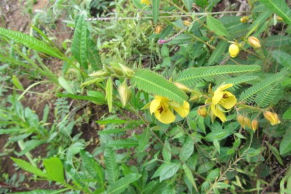 山扁豆是什么，别称含羞草决明、铁甲草等