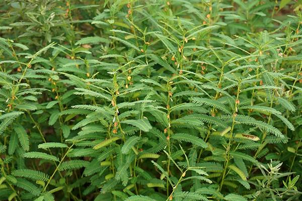 山扁豆是什么，别称含羞草决明、铁甲草等