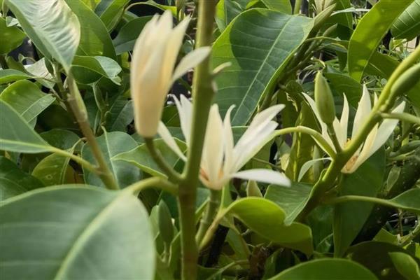 怎么养白兰花，适合生长在光照充足的环境中