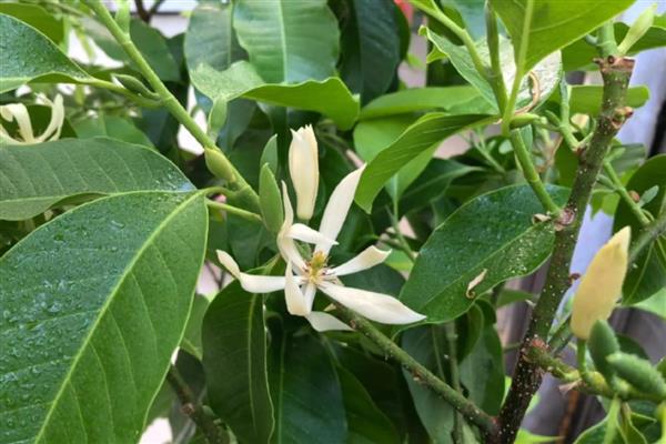 怎么养白兰花，适合生长在光照充足的环境中
