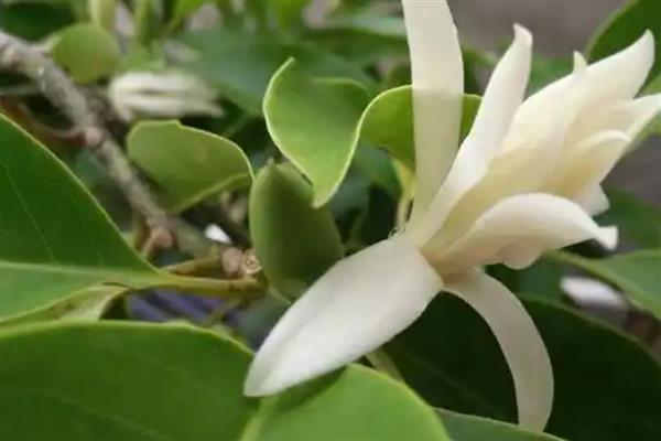 怎么养白兰花，适合生长在光照充足的环境中