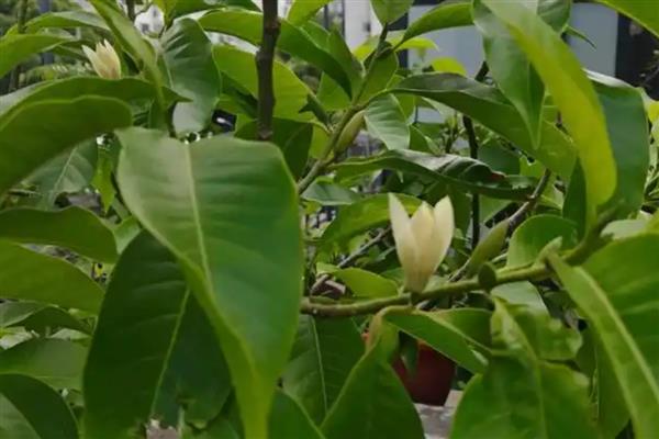 怎么养白兰花，适合生长在光照充足的环境中