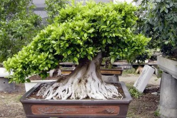 怎么养大叶榕树盆景，秋季可保持3-4天浇水一次