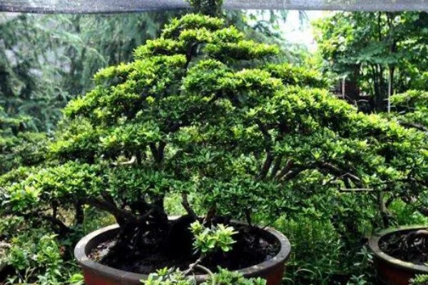 怎么养大叶榕树盆景，秋季可保持3-4天浇水一次