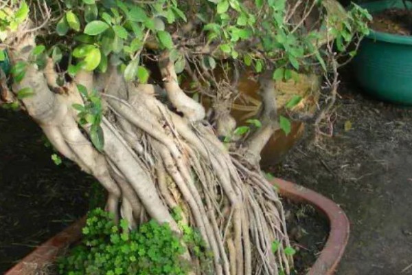 怎么养大叶榕树盆景，秋季可保持3-4天浇水一次