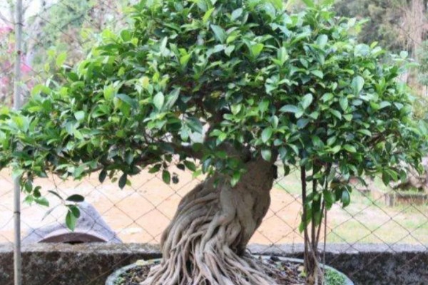 怎么养大叶榕树盆景，秋季可保持3-4天浇水一次