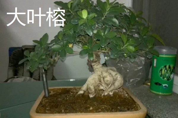 怎么养大叶榕树盆景，秋季可保持3-4天浇水一次