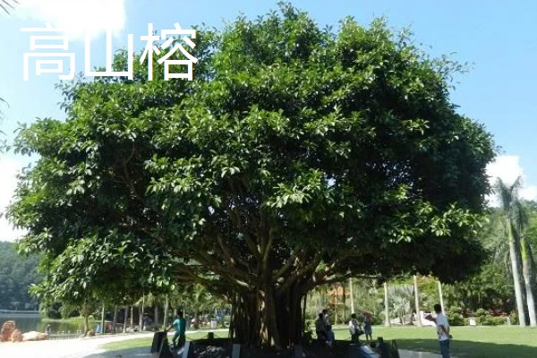 怎么养大叶榕树盆景，秋季可保持3-4天浇水一次