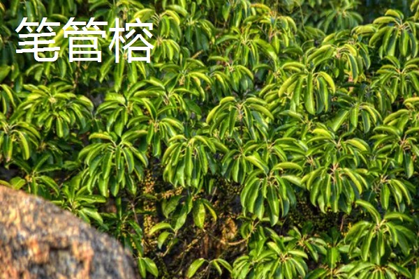 怎么养大叶榕树盆景，秋季可保持3-4天浇水一次