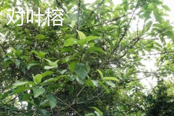 怎么养大叶榕树盆景，秋季可保持3-4天浇水一次