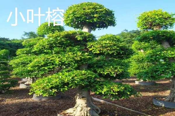 怎么养大叶榕树盆景，秋季可保持3-4天浇水一次