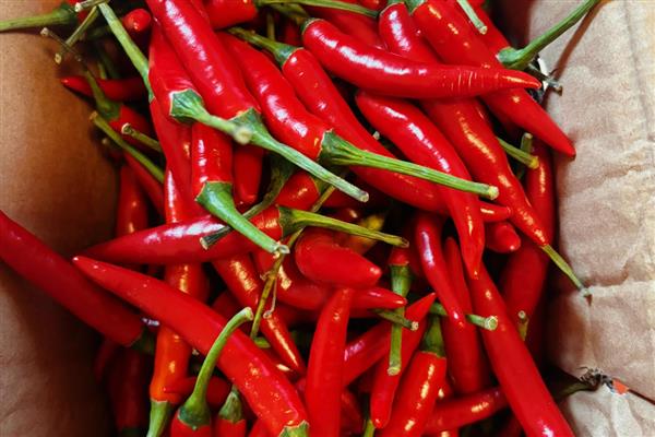 小米辣的市场价，在15元一斤左右