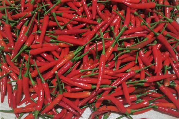 小米辣的市场价，在15元一斤左右