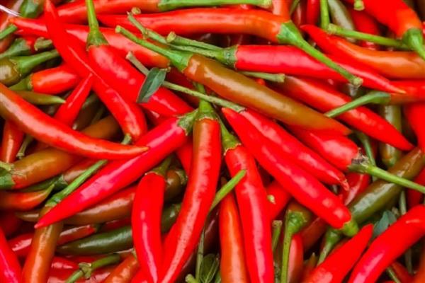 小米辣的市场价，在15元一斤左右