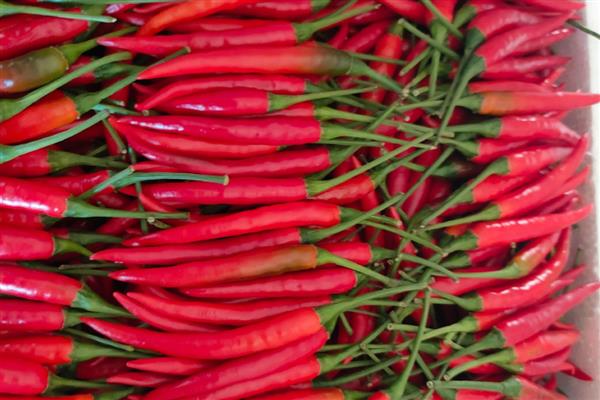 小米辣的市场价，在15元一斤左右