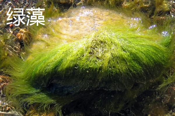 绿藻与蓝藻的区别，生物种类和繁殖方式均不同