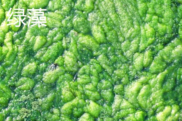 绿藻与蓝藻的区别，生物种类和繁殖方式均不同