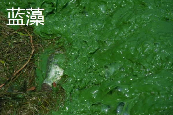 绿藻与蓝藻的区别，生物种类和繁殖方式均不同
