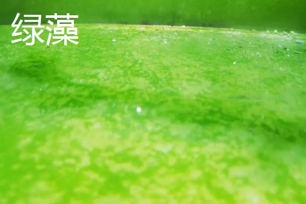 绿藻与蓝藻的区别，生物种类和繁殖方式均不同