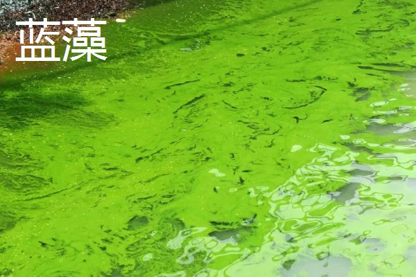 绿藻与蓝藻的区别，生物种类和繁殖方式均不同