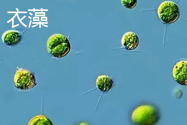 绿藻与蓝藻的区别，生物种类和繁殖方式均不同