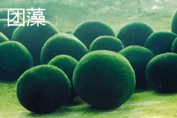 绿藻与蓝藻的区别，生物种类和繁殖方式均不同