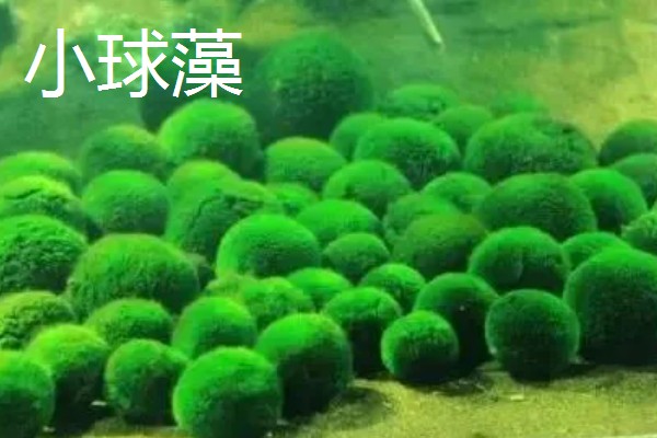 绿藻与蓝藻的区别，生物种类和繁殖方式均不同