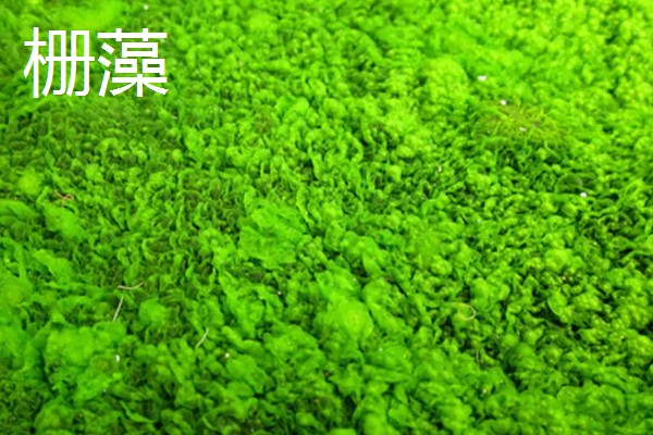 绿藻与蓝藻的区别，生物种类和繁殖方式均不同