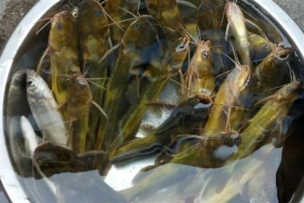黄颡鱼的养殖周期，在12到13个月左右
