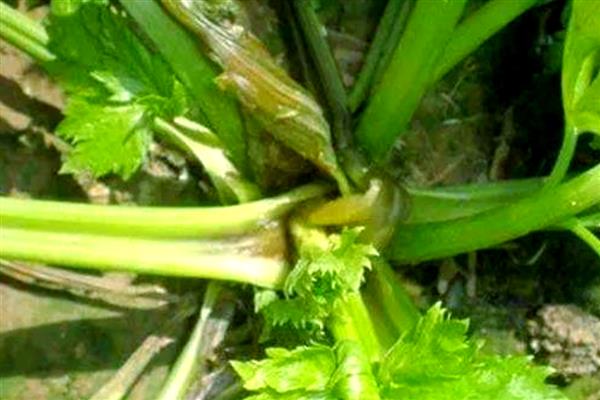 大棚芹菜冬季的病害防治，常见的有心腐病、空心等