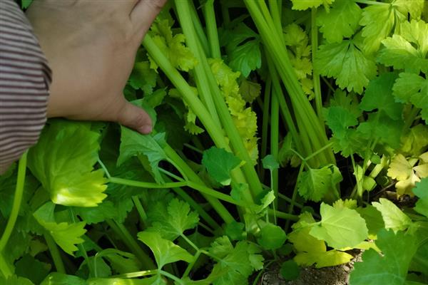 大棚芹菜冬季的病害防治，常见的有心腐病、空心等