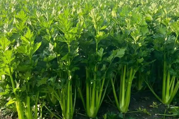 大棚芹菜冬季的病害防治，常见的有心腐病、空心等