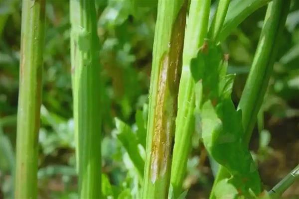 大棚芹菜冬季的病害防治，常见的有心腐病、空心等