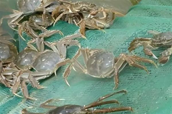 适合大棚养殖的水产，有小龙虾、南美白对虾等